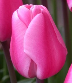 Тюльпаны Jumbo Pink